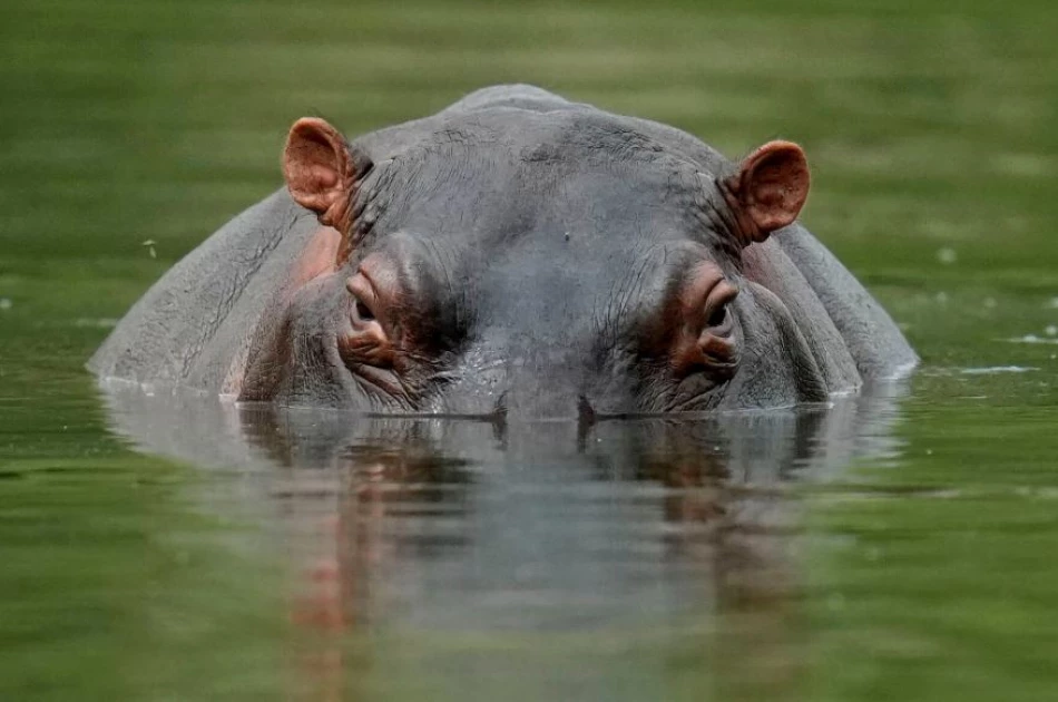 14-year-old boy killed in hippo attack in Kilifi