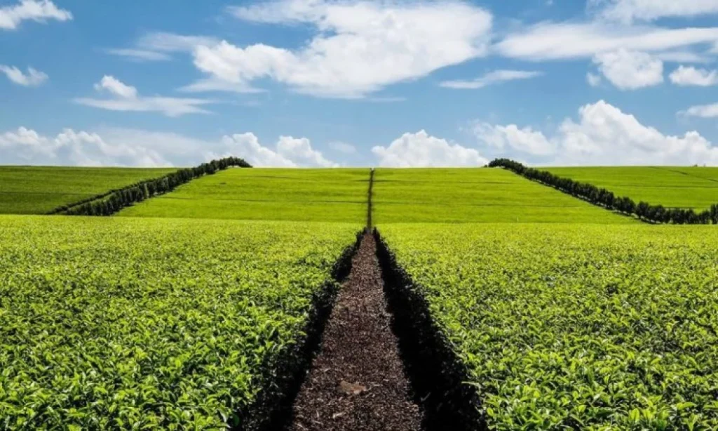 Kirinyaga farmers oppose Tea Board’s proposed levy, say it would oppress them
