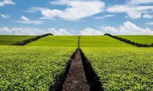 Kirinyaga farmers oppose Tea Board’s proposed levy, say it would oppress them