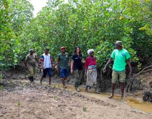 Kwale women smile all the way to the bank with mangrove planting