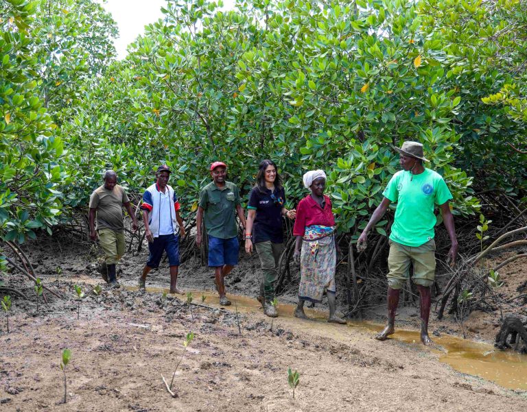 Kwale women smile all the way to the bank with mangrove planting