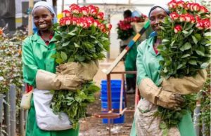 Flower exports bloom to over Sh143bn amid rising demand