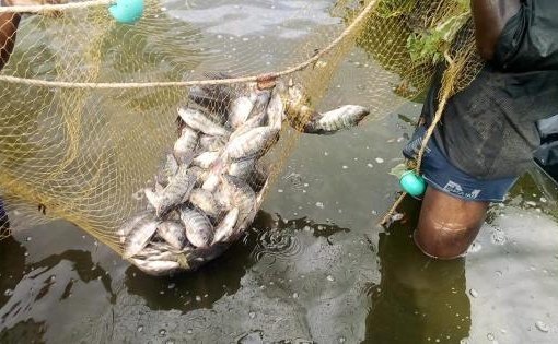 Africa’s fish supply is falling behind surging demand – FAO