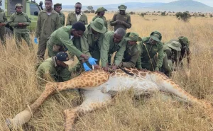 KWS rescues giraffe caught in wire snare at Athi Kapiti Ranch