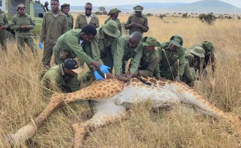 KWS rescues giraffe caught in wire snare at Athi Kapiti Ranch