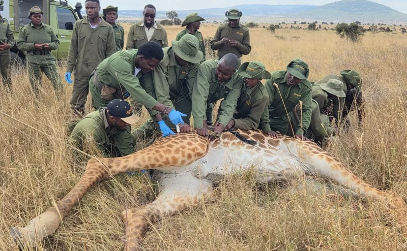 KWS rescues giraffe caught in wire snare at Athi Kapiti Ranch
