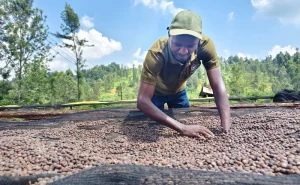 Boon for farmers as coffee earnings hit Sh38.3 billion