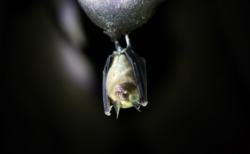 Canadian boy, 11, dies of rabies after waking to bat on his face
