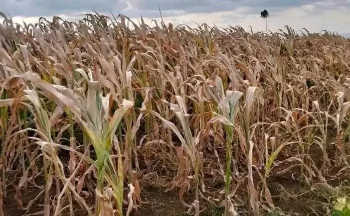 Failed rains trigger digital maize damage assessment