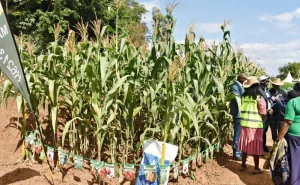 Kitui banks on climate-smart farming to eliminate hunger