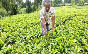 TBK defends tea levy as June auction delivers Sh13bn to farmers