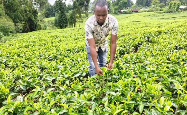 TBK defends tea levy as June auction delivers Sh13bn to farmers
