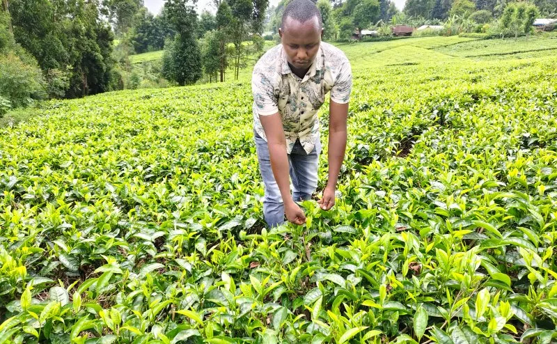 TBK defends tea levy as June auction delivers Sh13bn to farmers