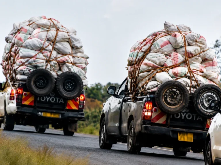 Kirinyaga: Residents raise alarm over reckless miraa drivers