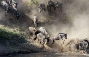 Petition seeks to protect Wildebeest migration from hotel development