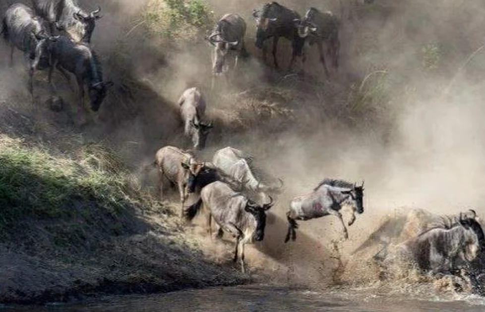 Petition seeks to protect Wildebeest migration from hotel development