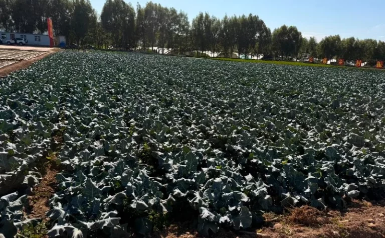 Lessons for Kenya from China’s poverty-ending agrirevolution