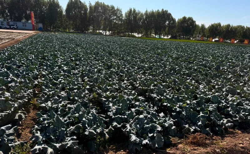 Lessons for Kenya from China’s poverty-ending agrirevolution
