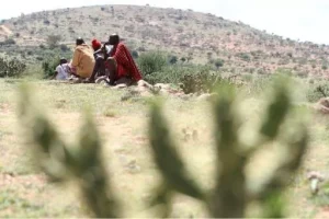 Tiny bug offers relief from invasive cactus in Laikipia