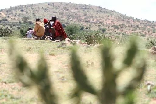 Tiny bug offers relief from invasive cactus in Laikipia