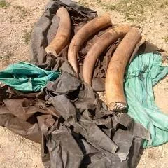 Man arrested with 9.5kg elephant tusk valued at Sh1 million in Meru