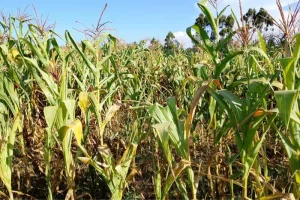 Drought bites farmers, pushes food prices up
