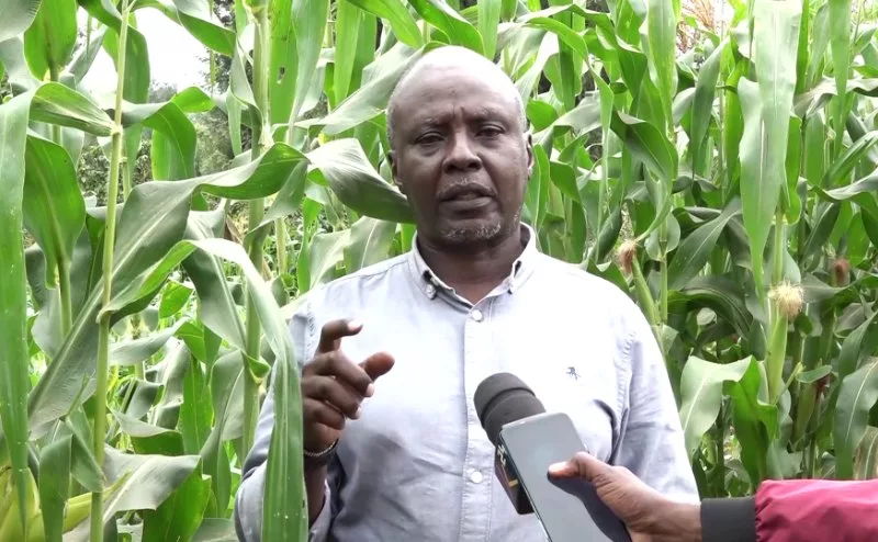 Irrigation transforms fortunes of farmers in Kirinyaga county
