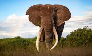 KWS urges Garissa, Wajir to revive reserves and boost tourism