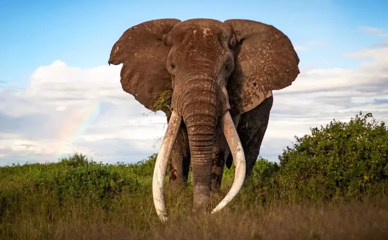 KWS urges Garissa, Wajir to revive reserves and boost tourism
