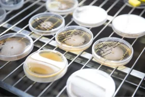 UN drive seeks to strengthen regional food safety against pesticides and aflatoxins
