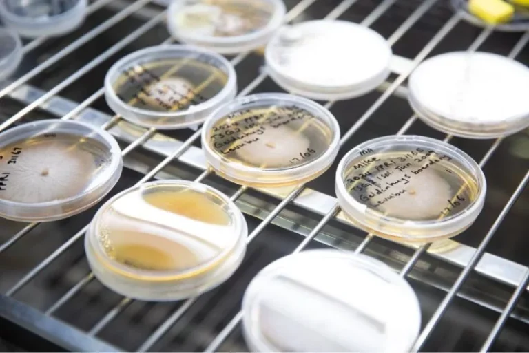 UN drive seeks to strengthen regional food safety against pesticides and aflatoxins