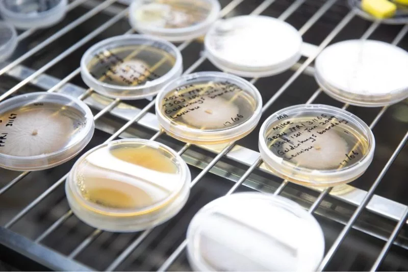 UN drive seeks to strengthen regional food safety against pesticides and aflatoxins