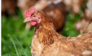 Man who stole chicken to pay rent, jailed for two years