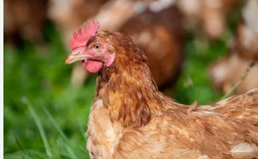 Man who stole chicken to pay rent, jailed for two years