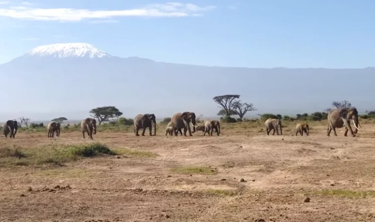 Probe into Amboseli jumbo deaths at advanced stage, KWS says