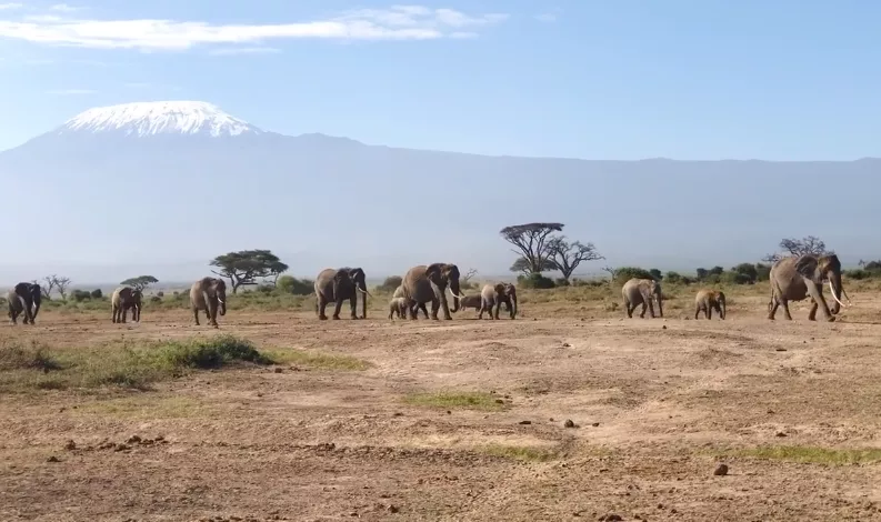Probe into Amboseli jumbo deaths at advanced stage, KWS says