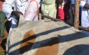 Kakamega cuts cost of artificial insemination to improve breeds
