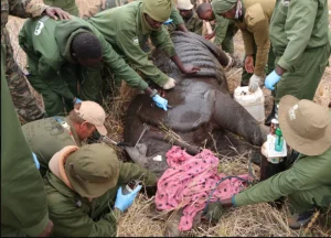 Every notch tells a story: Why KWS marks rhinos