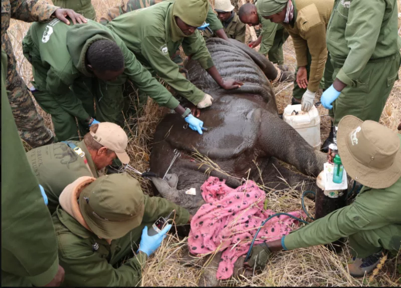 Every notch tells a story: Why KWS marks rhinos
