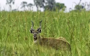 Kenya running out of time to save shrinking wetlands, say experts