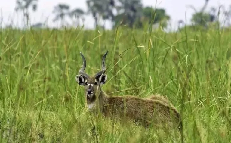 Kenya running out of time to save shrinking wetlands, say experts