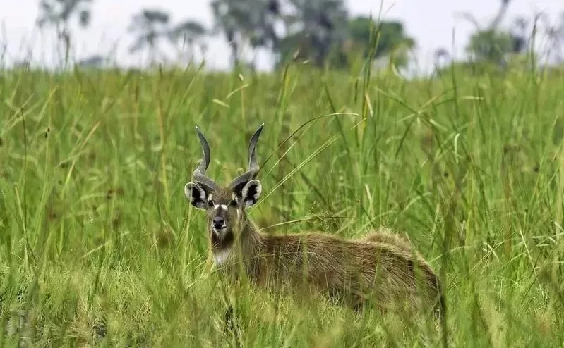 Kenya running out of time to save shrinking wetlands, say experts