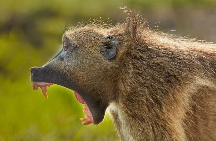 How animals prepare for war