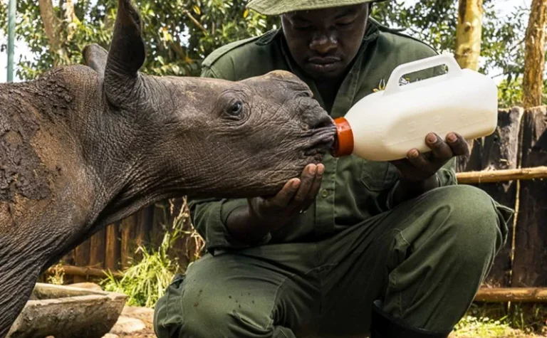 Rhino born without anus doing well after surgery