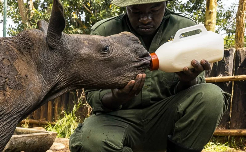 Rhino born without anus doing well after surgery
