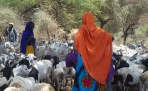 Senators push for wider livestock disaster law