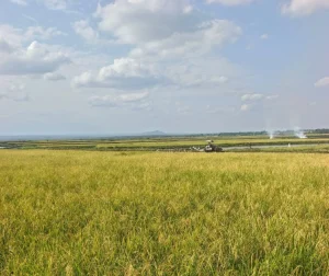 Kirinyaga: Mwea rice farmers protest lack of subsidised fertiliser