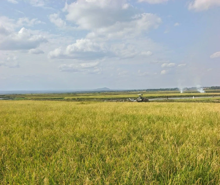 Kirinyaga: Mwea rice farmers protest lack of subsidised fertiliser