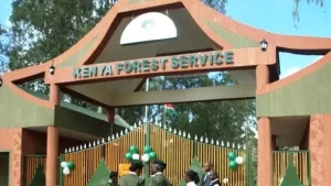 KFS probes overnight felling of 350 young trees in Saboti Forest