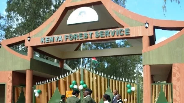 KFS probes overnight felling of 350 young trees in Saboti Forest